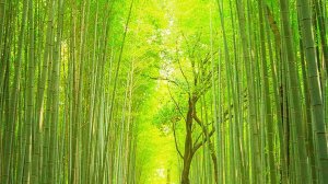 деревня друзей 1 часть ньюв