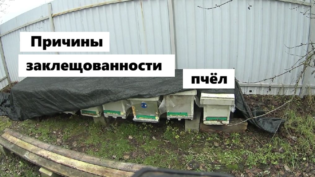 Три причины роста численности клещей Варроа смотреть онлайн