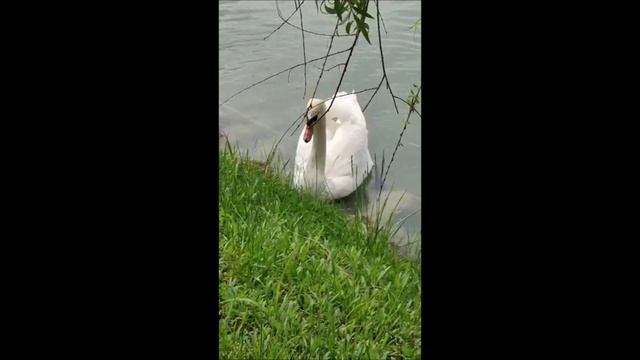 В парке замка Шато-Эркен (Кабардино-Балкария, Нальчик). Июнь, 2025 г. смотреть онлайн