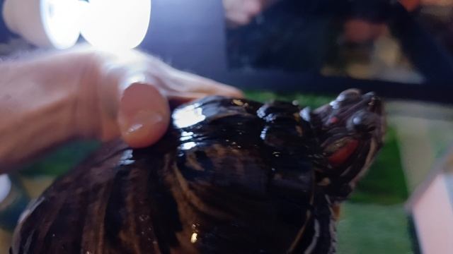 Красноухие черепахи