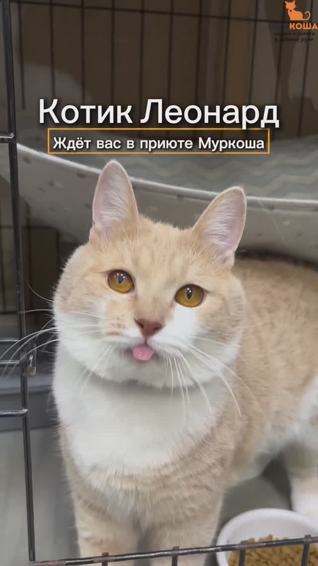 Леонард ждёт вас в приюте #Муркоша смотреть онлайн