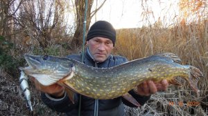 Большая щука на большой свимбейт.Зима.2025.