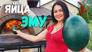 Лучшие Рецепты из Редких ЯИЦ ЭМУ! Как вкусно приготовить ЯЙЦА ЭМУ?