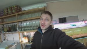 Скалярия, Апистограма, новый день на разводне.