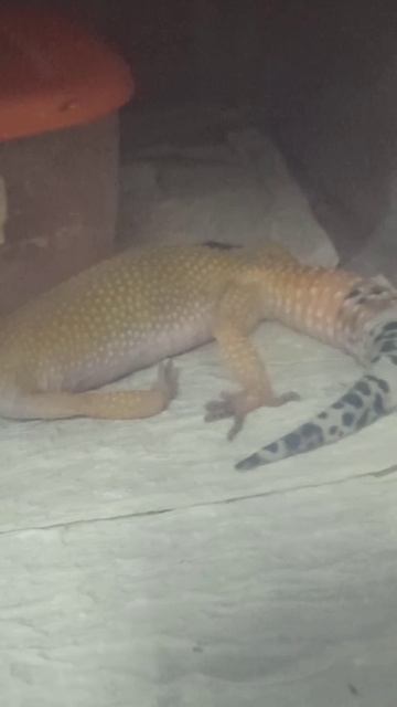 Прикол от малыша эублефара. 12 декабря 2025 г. смотреть онлайн