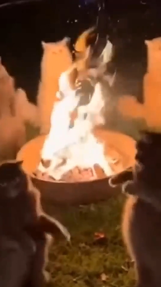 Каверы Кузня-Кошачий майдан. Котопляс