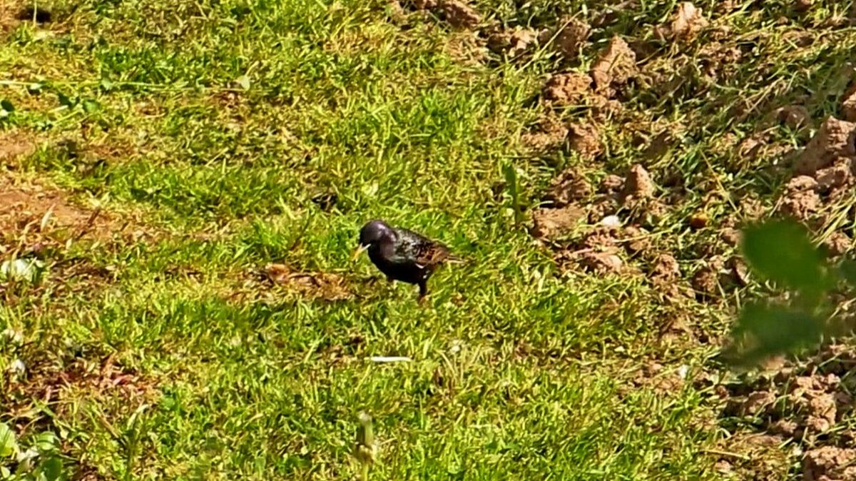 Дрозды смотреть онлайн