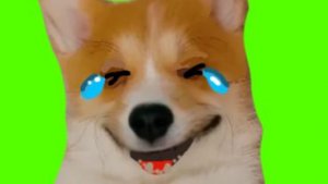 Корги Коржик. Приколы. Самые ржачные моменты. (Корги Коржик. Говорящая собака)) #коргиеоржик