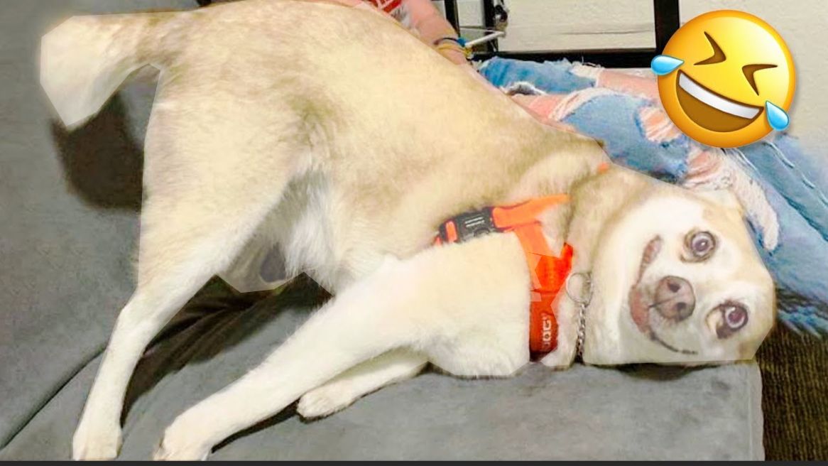 СМЕШНОЕ ВИДЕО Смешные видео про животных Наши любимые животные Видео приколы смотреть онлайн