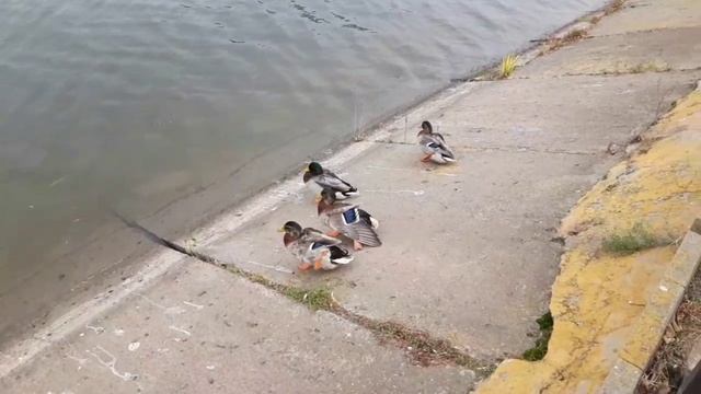 Астрахаснкие утки