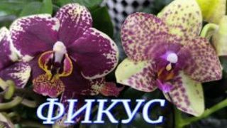 №1153/ СВЕЖИЕ чудесные ОРХИДЕИ в маг. ФИКУС смотреть онлайн
