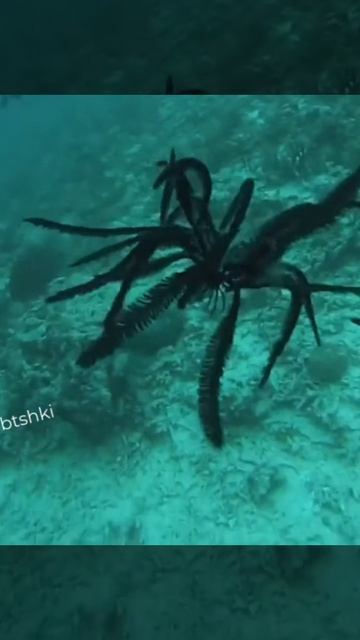 Хотели бы таких на спиннинг половить? Морские лилии — удивительные существа с океанского дна.. смотреть онлайн