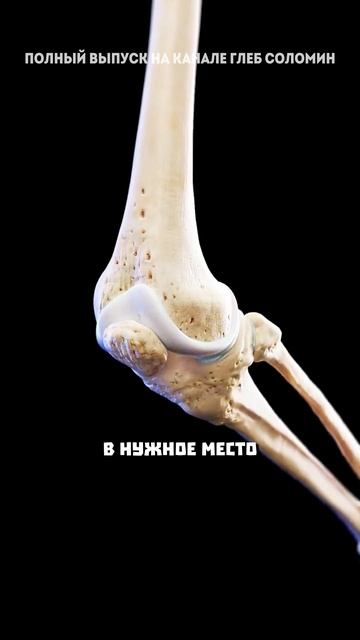 Функции витамина д смотреть онлайн