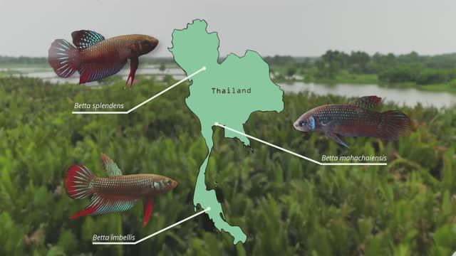 Рыбка Петушок в дикой природе