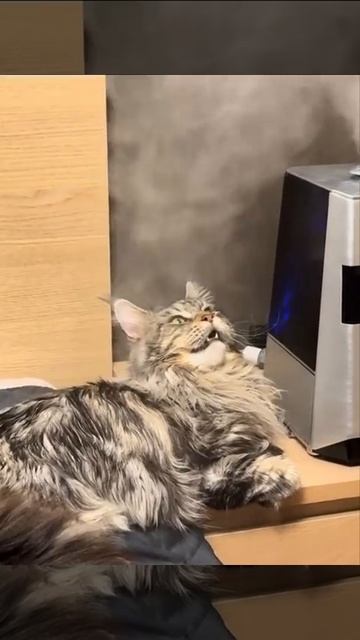 Решил увлажнится🤣