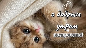 Доброе воскресное утро — сохраните эту открытку и отправьте прямо сейчас ☀️