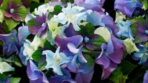 25.«Леди Мата Хари Блю» (Lady Mata Hari blue) крупнолистная гортензия