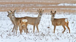 ОХОТА НА СИБИРСКУЮ КОСУЛЮ / ДОБЫЛИ КОСУЛЮ / ЗАГОННАЯ ОХОТА