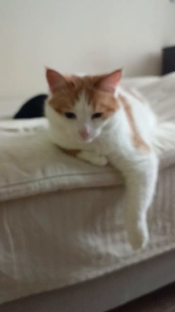 Кузя смотреть онлайн