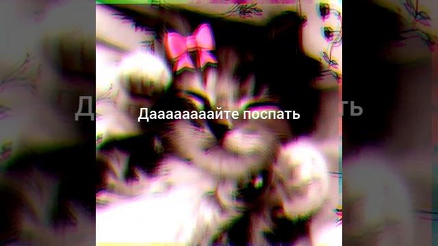 котики смотреть онлайн