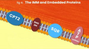 Митохондрии