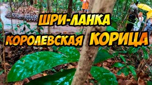 Что привезти со Шри-Ланки? Королевскую Корицу!