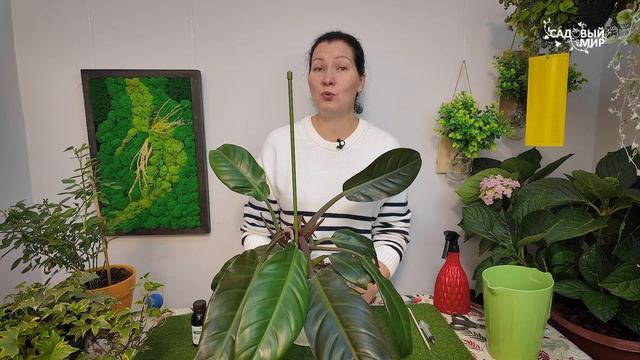 ПОЧЕМУ ФИЛОДЕНДРОН СОХНЕТ. КАК ВЫРАСТИТЬ ФИЛОДЕНДРОН ИМПЕРИАЛ С ИДЕАЛЬНЫМИ ЛИСТЬЯМИ смотреть онлайн