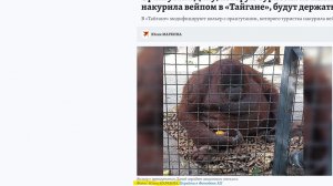 Орангутана Дану из «Тайгана» будут держать за стеклом