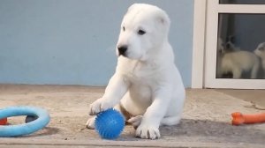 Я ШАХБАЙ, Туркменский Алабай