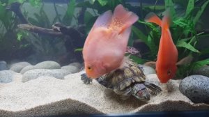 Рыбка Попугай - живой символ радости, лучший питомец