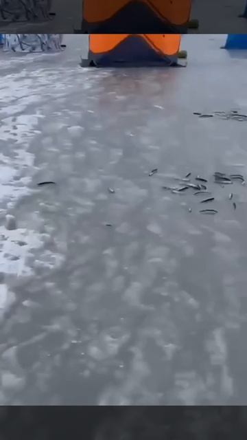 Опасный лёд. Уже кто-то утонул сегодня? Берегите себя! смотреть онлайн