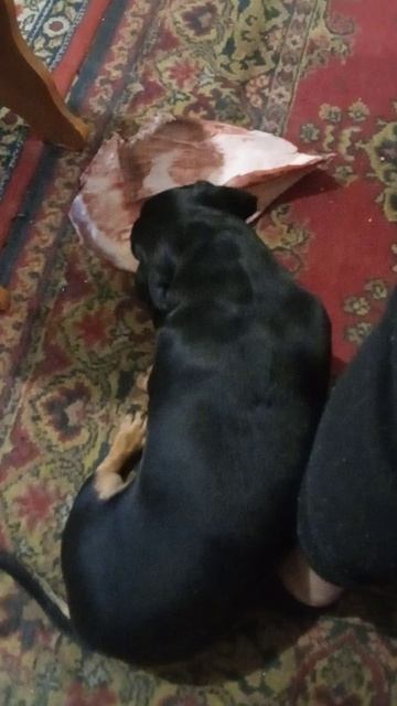 Счастливая собака смотреть онлайн