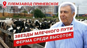 Агробизнес в кольце новостроек | Мухажир Этуев | Племенной завод Приневское | Звезды млечного пути