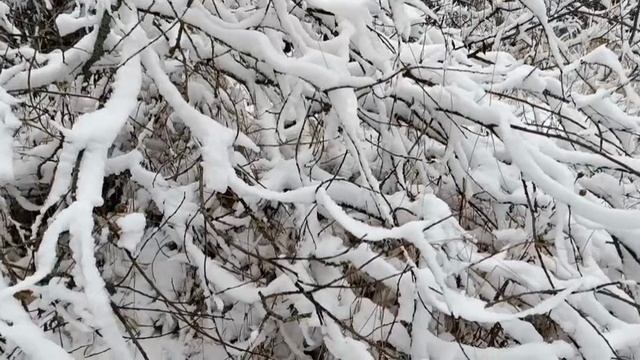 #первый снег прогулка по лесу смотреть онлайн