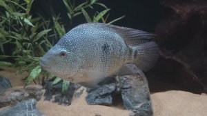 Гайд - Бриллиантовая цихлазома (Herichthys cyanoguttatus)