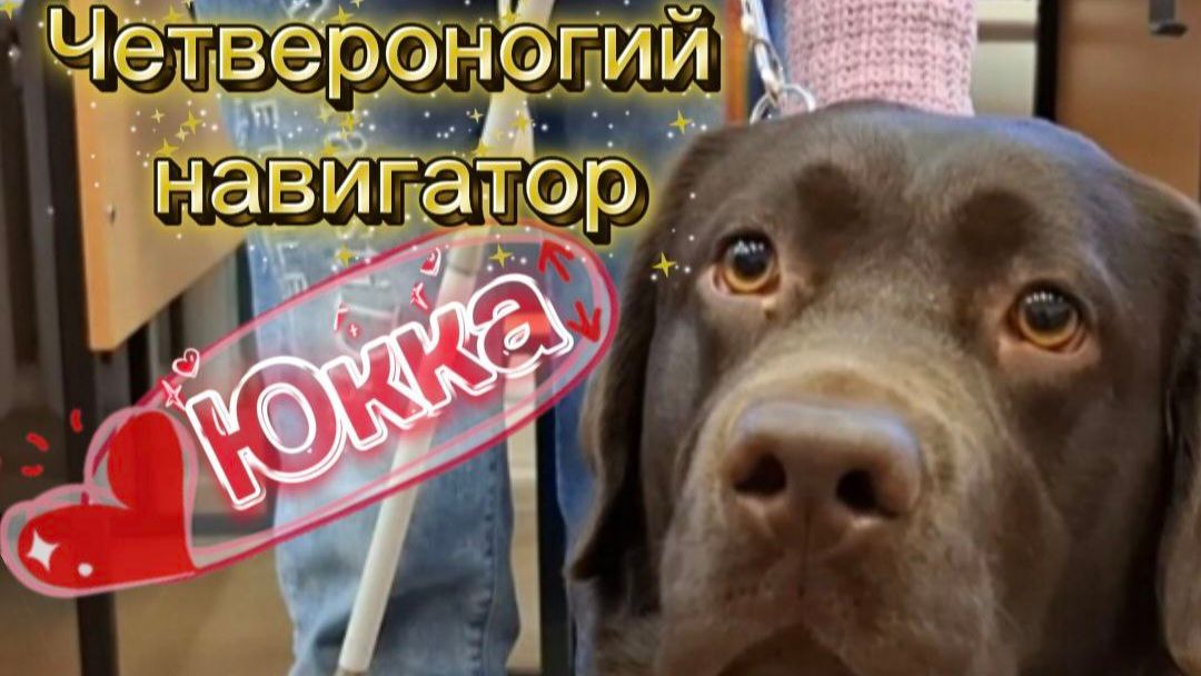 Как получить собаку-поводыря: полный гид для незрячих людей