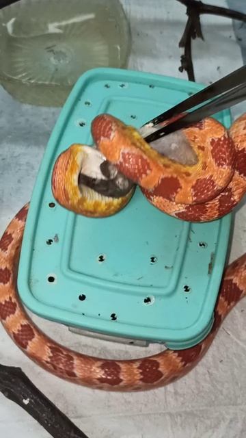 Кормление Бахиды. 10 декабря 2025 г. смотреть онлайн