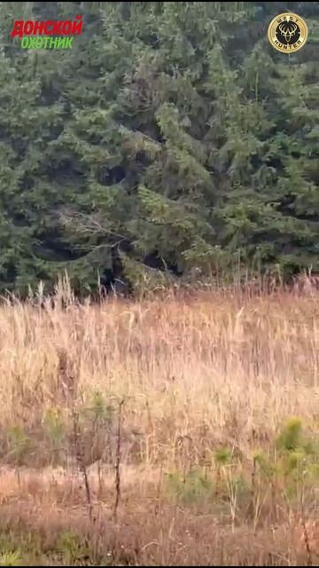 Охота на Оленя и лося . Им сегодня повезло - охота не на них смотреть онлайн