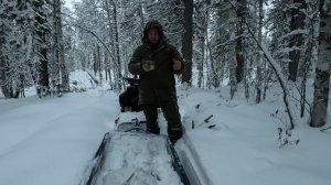 След Быка и Опасный Путик: Проверка Капканов в Глухой Тайге.
