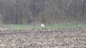 Охота на зайца с собаками сезон 2025-2026г (24 часть)