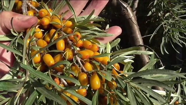 О выращивании облепихи смотреть онлайн