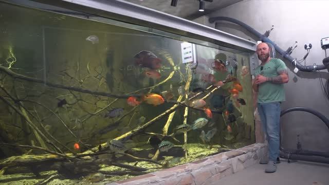 Чем кормят рыб-монстров в Германии, аквариум 2000 литров