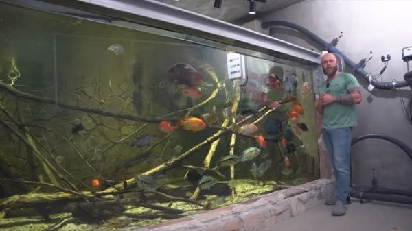 Чем кормят рыб-монстров в Германии, аквариум 2000 литров