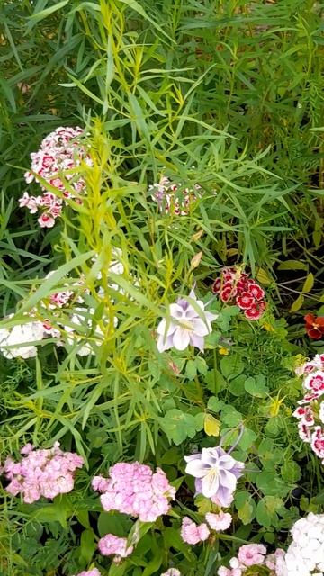 Гвоздика турецкая Монпансье, смесь. смотреть онлайн