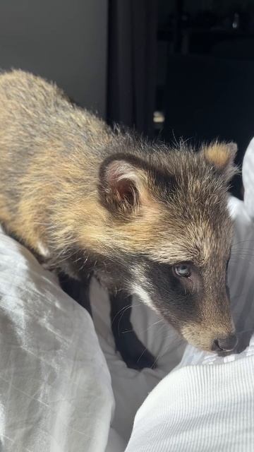 Фрау любит ягодки! #щенок #енотовиднаясобака #дикиеживотные #лесныеживотные #енот #питомцы