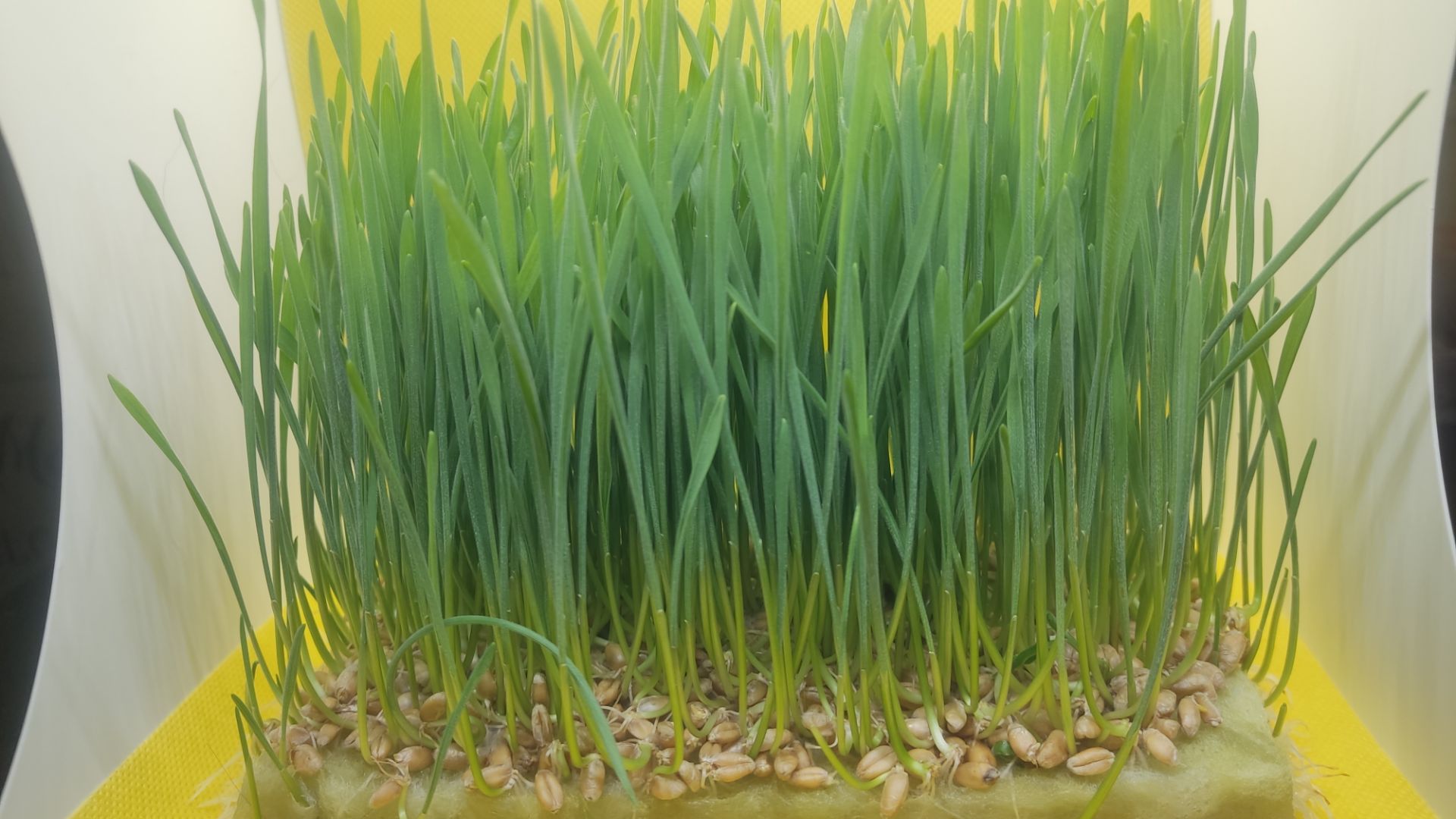 Выращивание пшеницы в домашних условиях смотреть онлайн