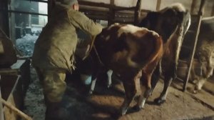 Экстремальные замеры  бычков по ленте / Привесы за четыре месяца /