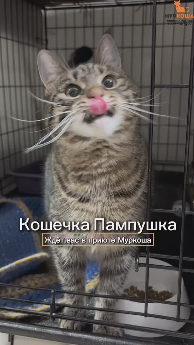 Пампушка (уже дома) смотреть онлайн