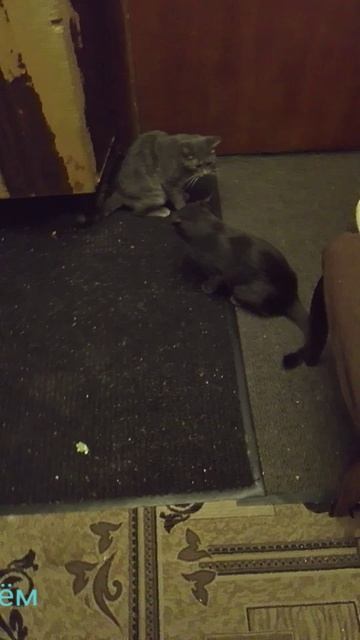 Домашние Животные