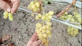 Кишмиш Ириска